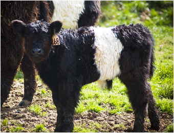 Yep, belted cows